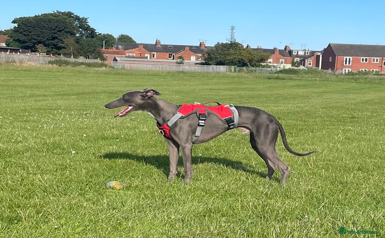 Whippet dogs - Advert 1