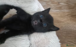 Mixed Breed cats for sale: Sweet kittens for sale - Image 16
