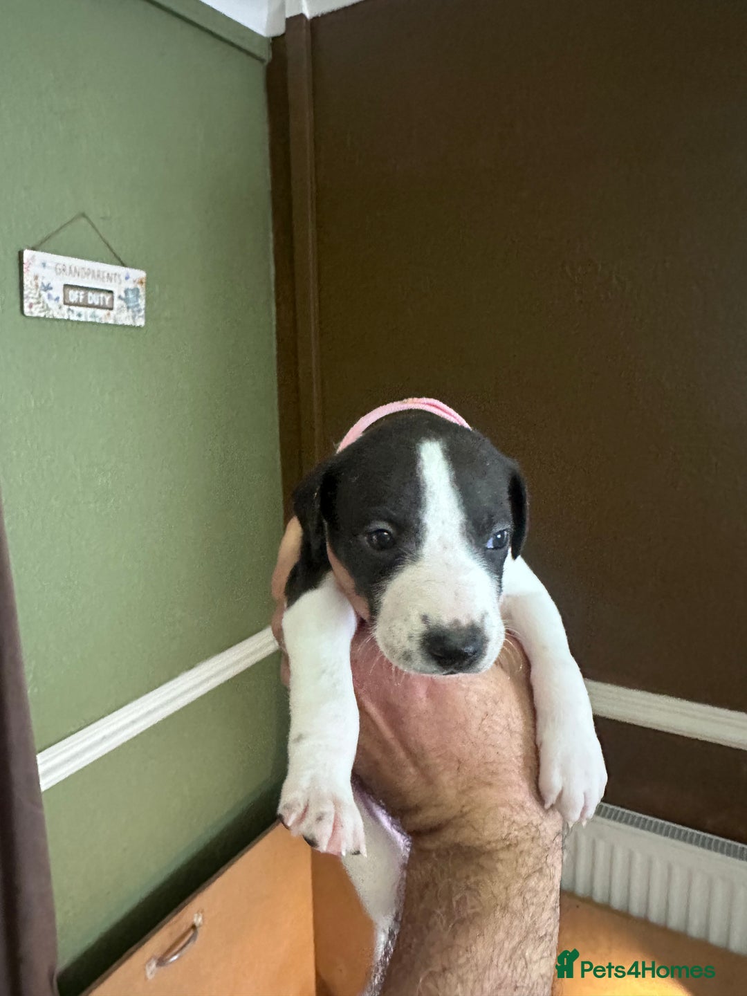 Whippet dogs for sale: Rare colours full pedigree KC Reg whippet pups  - Image 35