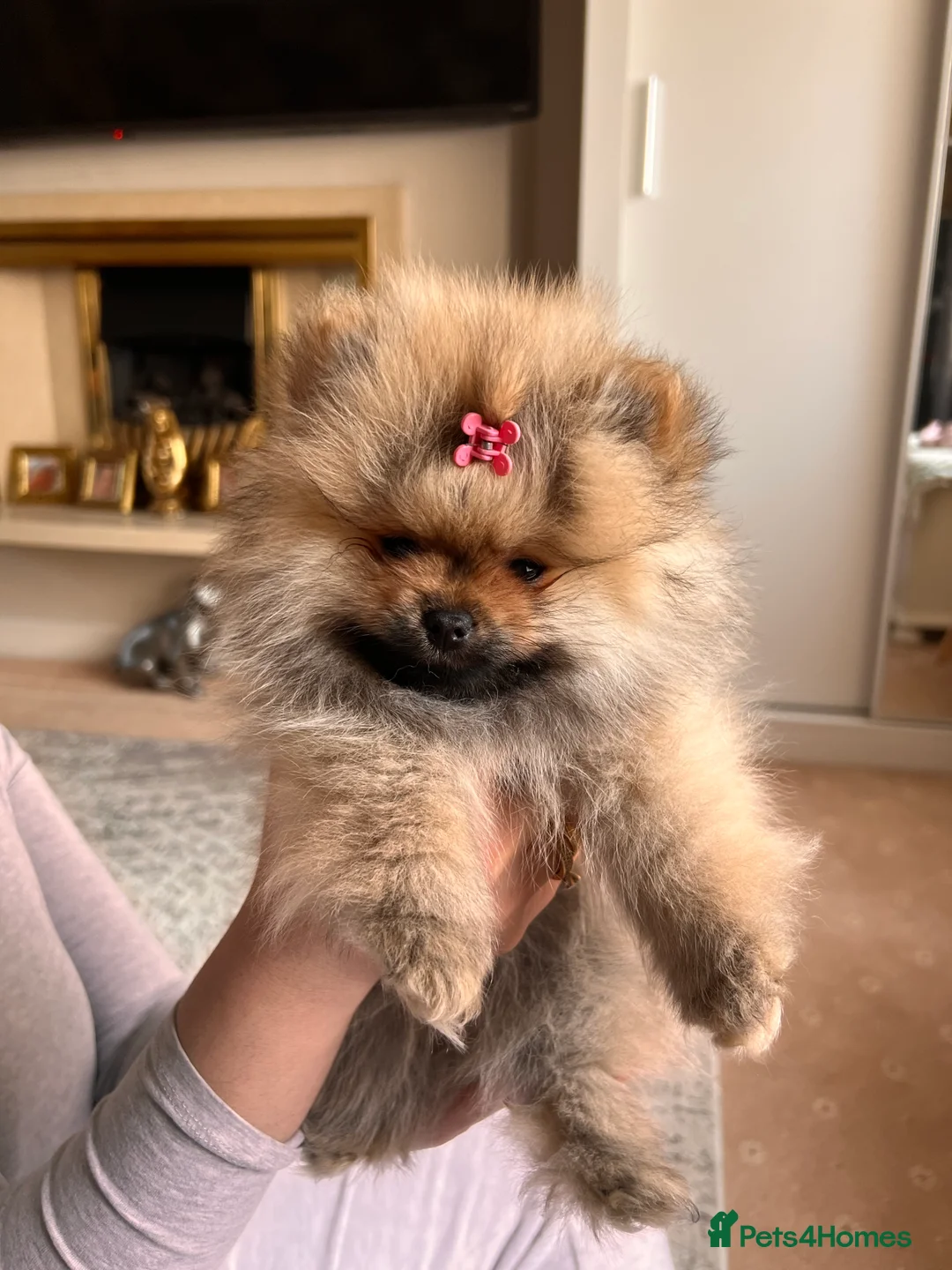 Pomeranian dogs for sale: Pomeranian Puppies looking for their new homes❤️ - Advert 6