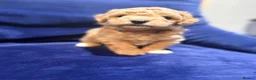 Poochon dogs for sale: Toy poodle/bichon - Advert 9