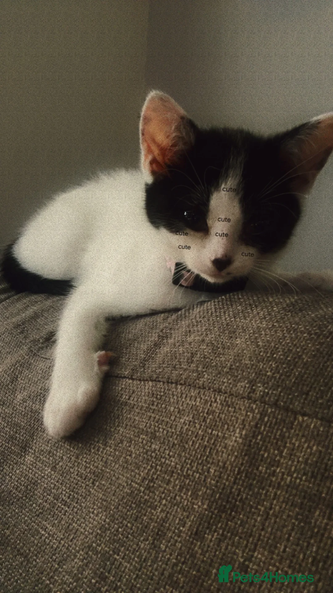Mixed Breed cats for sale: 11 weeks  in Liverpool - Advert 2