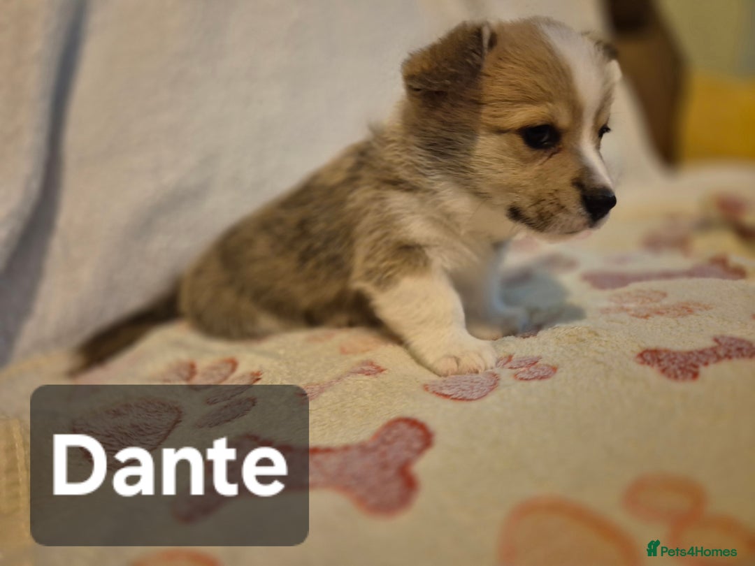 Welsh Corgi Pembroke dogs for sale: 8 Pembroke corgi puppy's - Advert 18