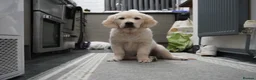 Golden Retriever dogs for sale: 💕 Ready to Leave 💕 Golden retriever puppy  - Advert 5