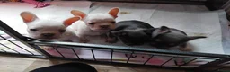 French Bulldog dogs for sale: 1 white puppy left of pur litter - Advert 4