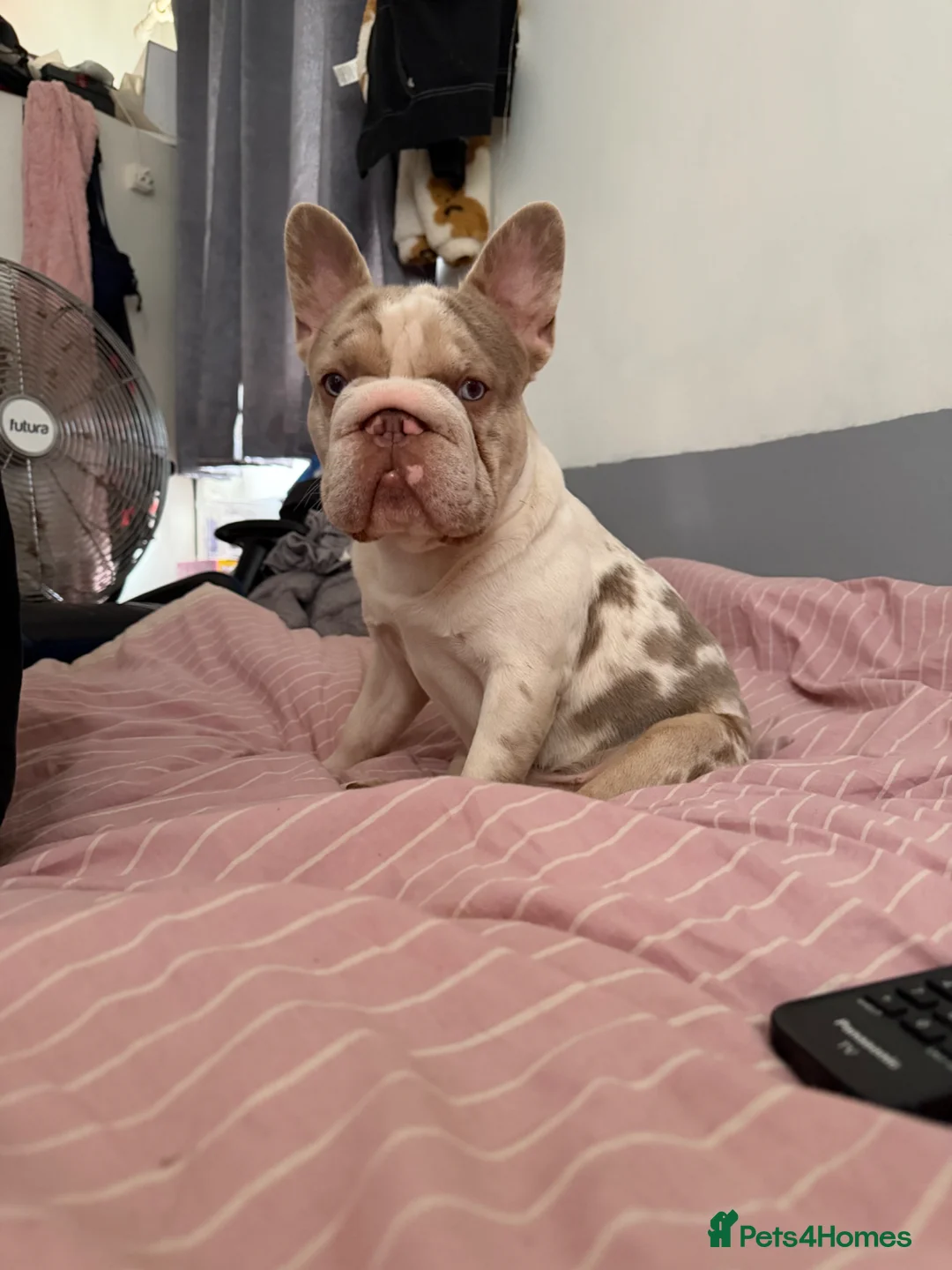 French Bulldog dogs for sale: French bulldog - Advert 1