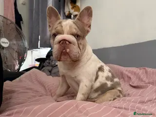 French Bulldog dogs French bulldog - Advert 1