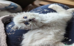 Ragdoll cats for sale: Gorgeous Ragdoll kittens  - Image 16