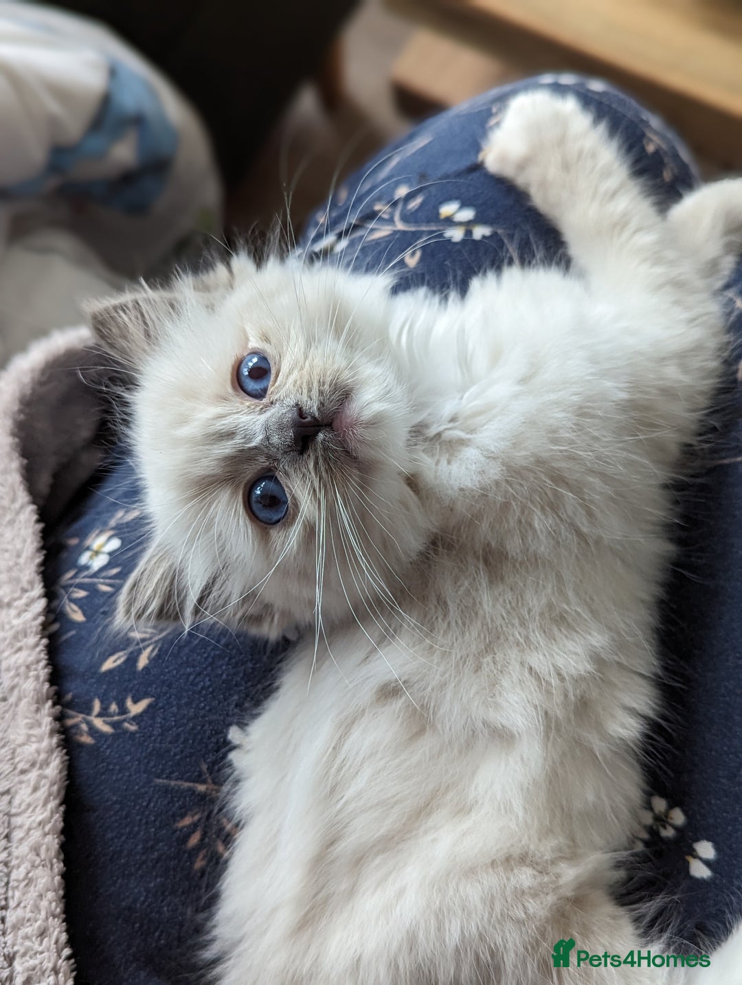 Ragdoll cats for sale: Gorgeous Ragdoll kittens  - Image 16