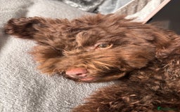Toy Poodle dogs for sale: Toy poodle puppy  - Image 1
