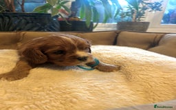 Cavalier King Charles Spaniel dogs for sale: 🫶🏻 Cavalier King Charles 🐶 - Image 13