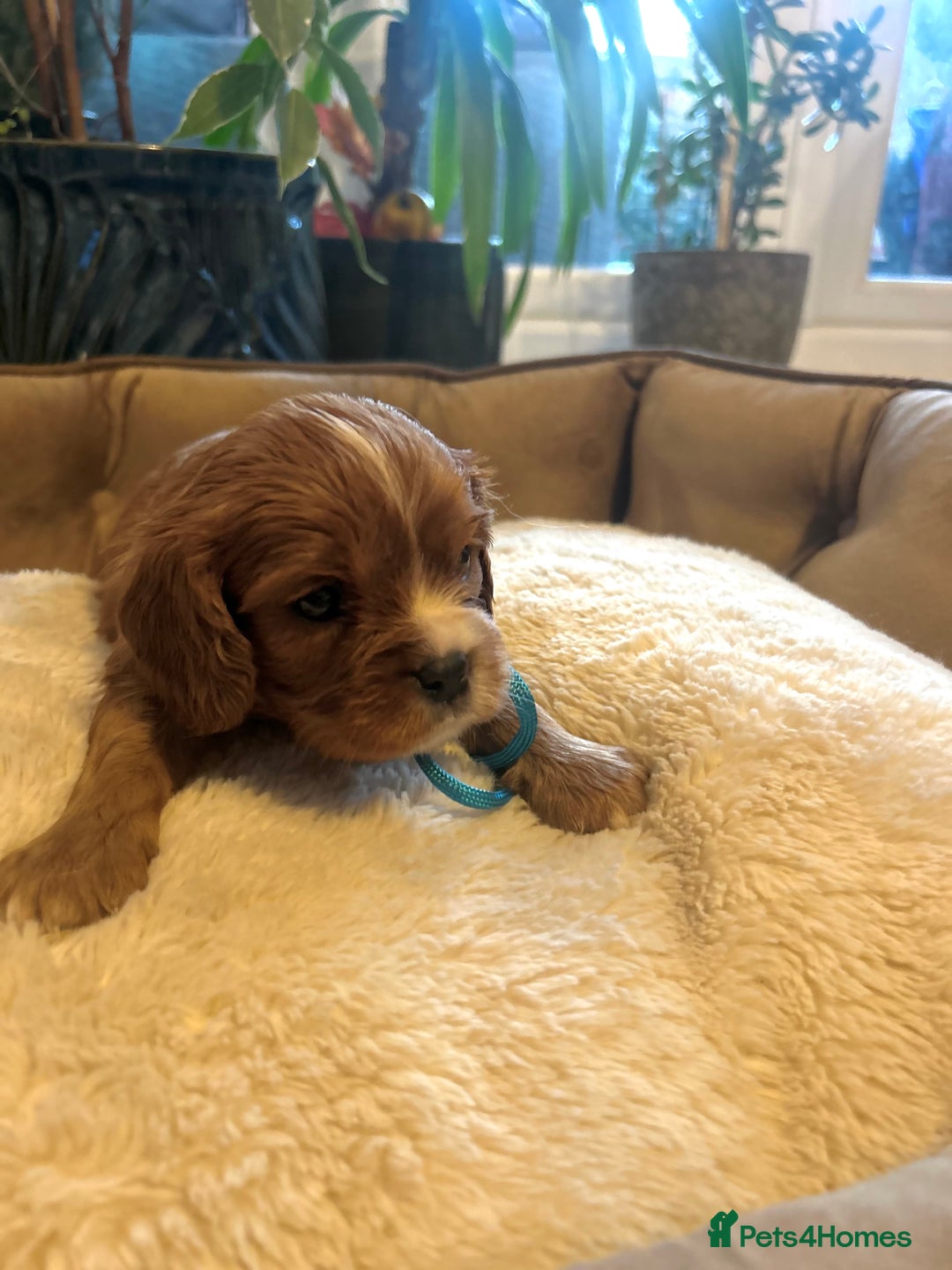 Cavalier King Charles Spaniel dogs for sale: 🫶🏻 Cavalier King Charles 🐶 - Image 13