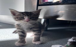 Mixed Breed cats for sale: Mainecoon/Bengal X kittens - Image 7
