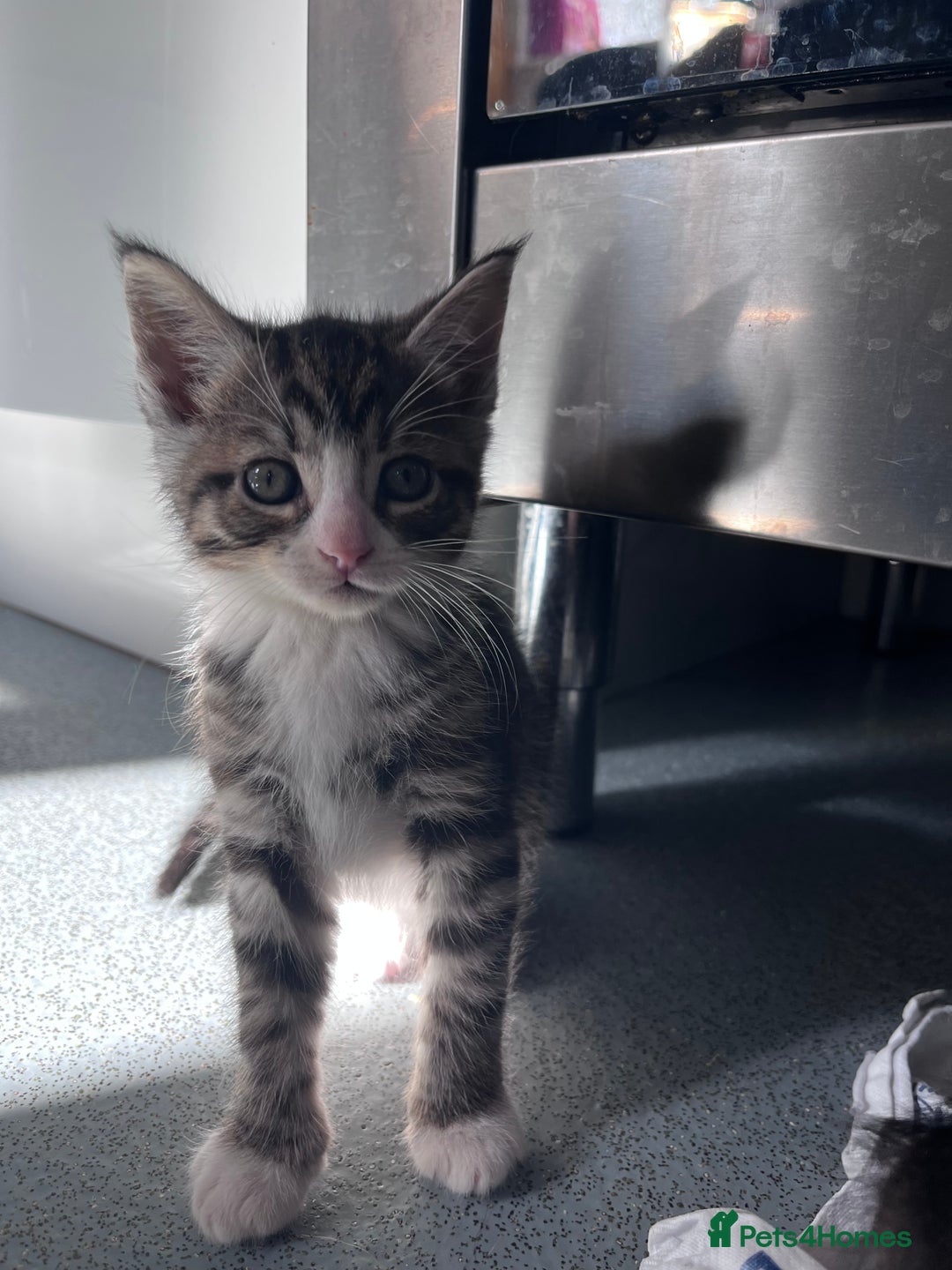 Mixed Breed cats for sale: Mainecoon/Bengal X kittens - Image 7