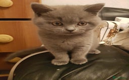 British Shorthair cats for sale: Fantastic beautiful BRITISH BLUE boy - Image 8
