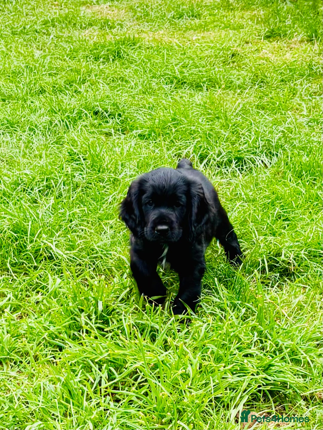 Cocker Spaniel dogs for sale:  (LAST 1) 2beautiful cocker spaniels left out of 7 - Image 10