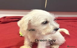 Schnoodle dogs for sale: Schnoodles  - Image 21