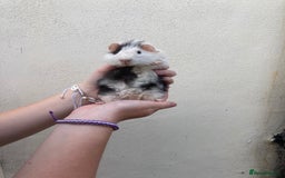 Guinea Pig rodents for sale: Lots of lovely baby guinea pigs - Image 19