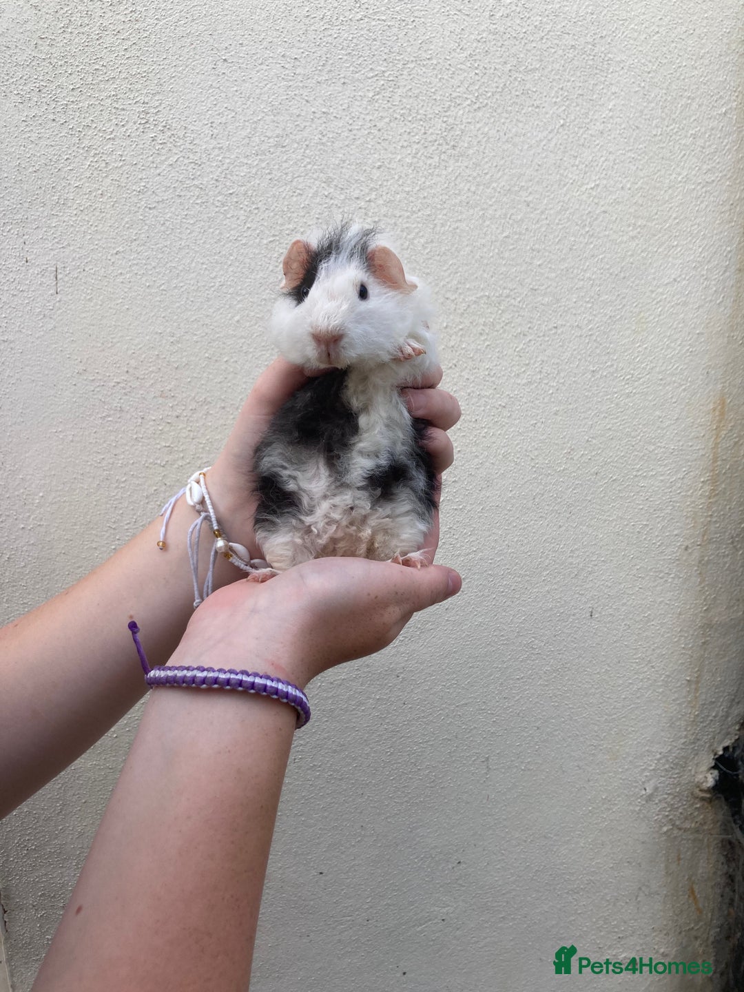 Guinea Pig rodents for sale: Lots of lovely baby guinea pigs - Image 19