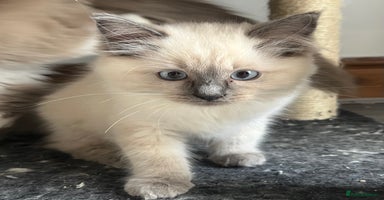 Ragdoll cats - Advert 5