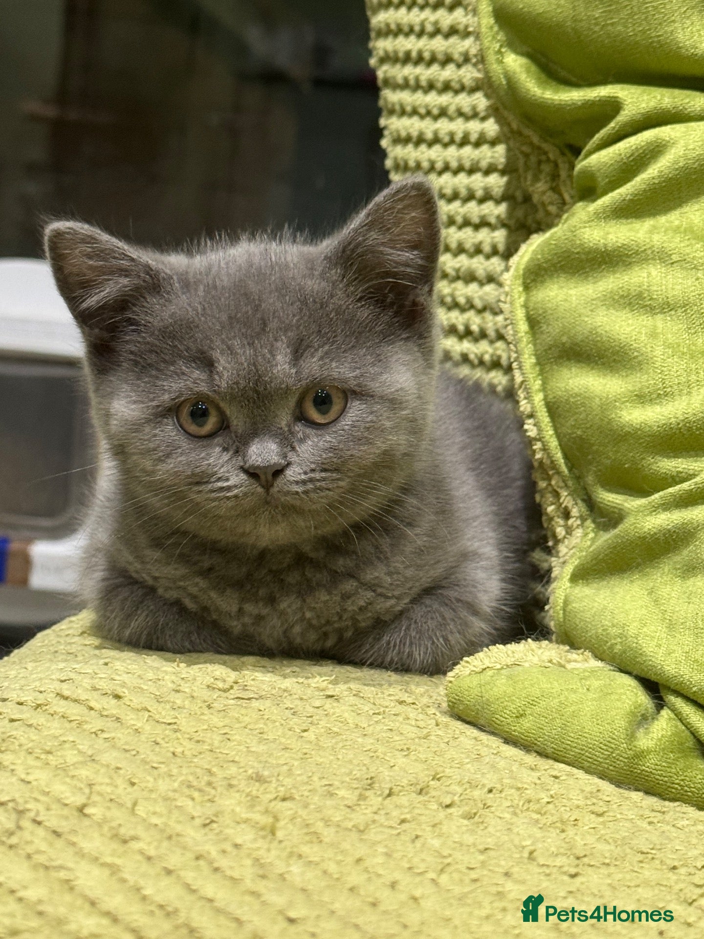 British Shorthair cats Ready for rehoming BSH / Scottish striaghts - Advert 2