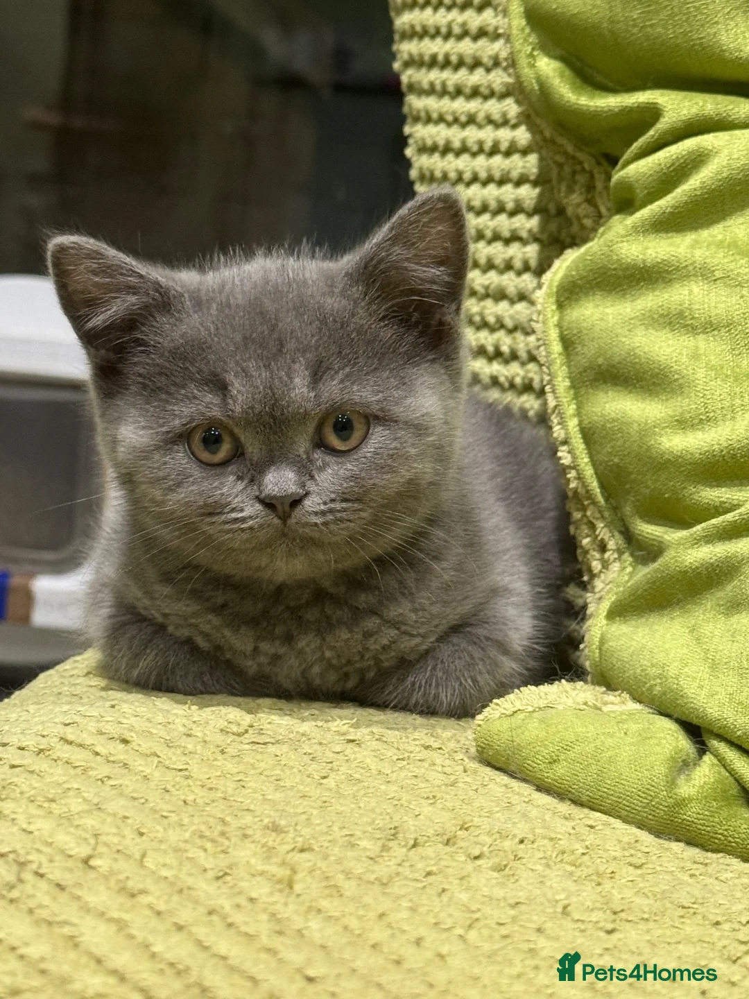 British Shorthair cats for sale: Ready for rehoming BSH / Scottish striaghts - Advert 2