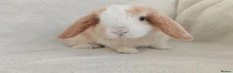 Mini Lop rabbits for sale: Beautiful Mini Lop Bunnies  - Advert 3
