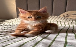 Maine Coon cats for sale: Stunning TICA REGISTERED Maine Coon kittens  - Image 5