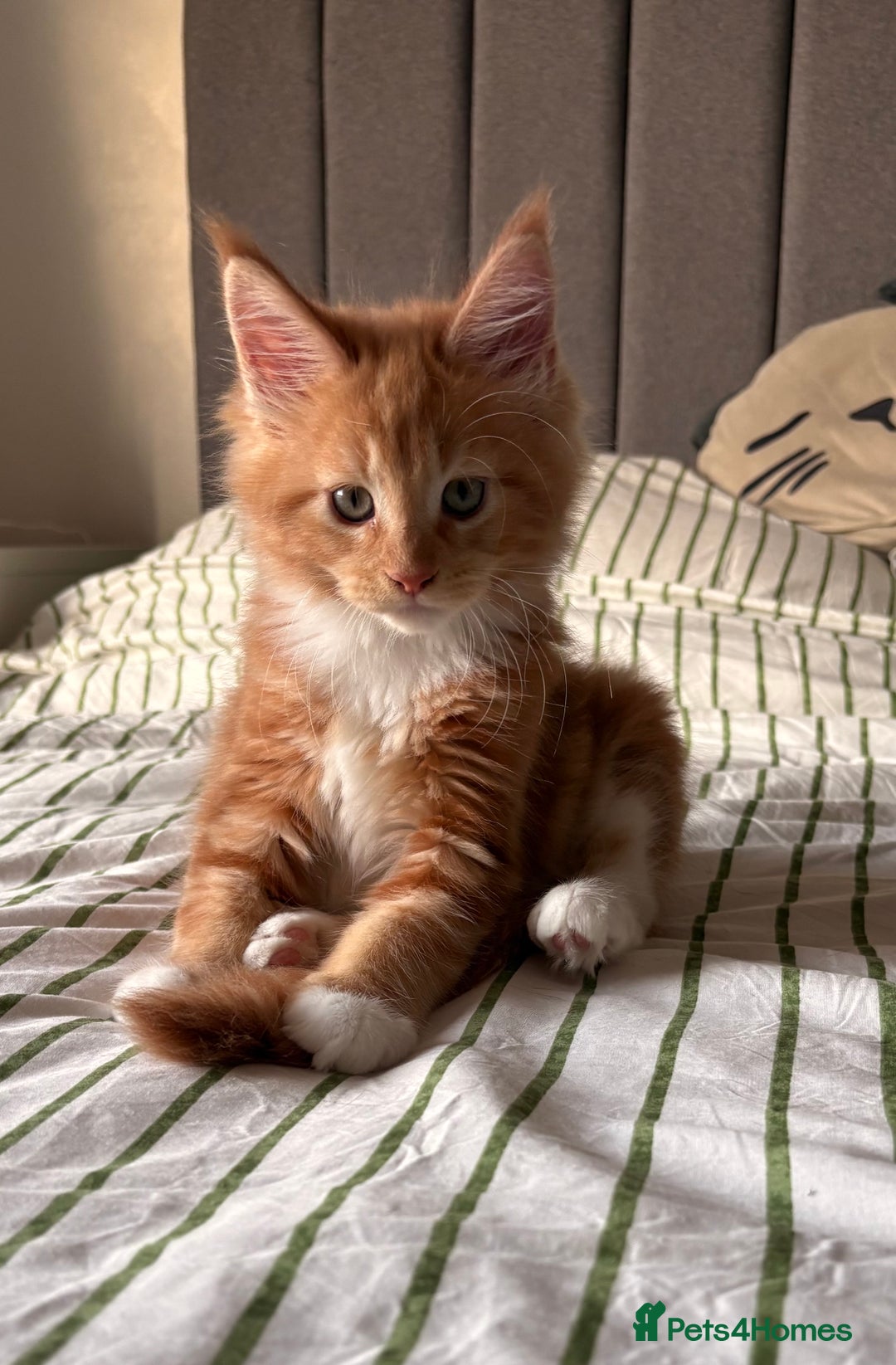 Maine Coon cats for sale: Stunning TICA REGISTERED Maine Coon kittens  - Image 5