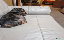 Miniature Dachshund dogs for sale: 2 adorable chunky miniature dachshund  - Image 8