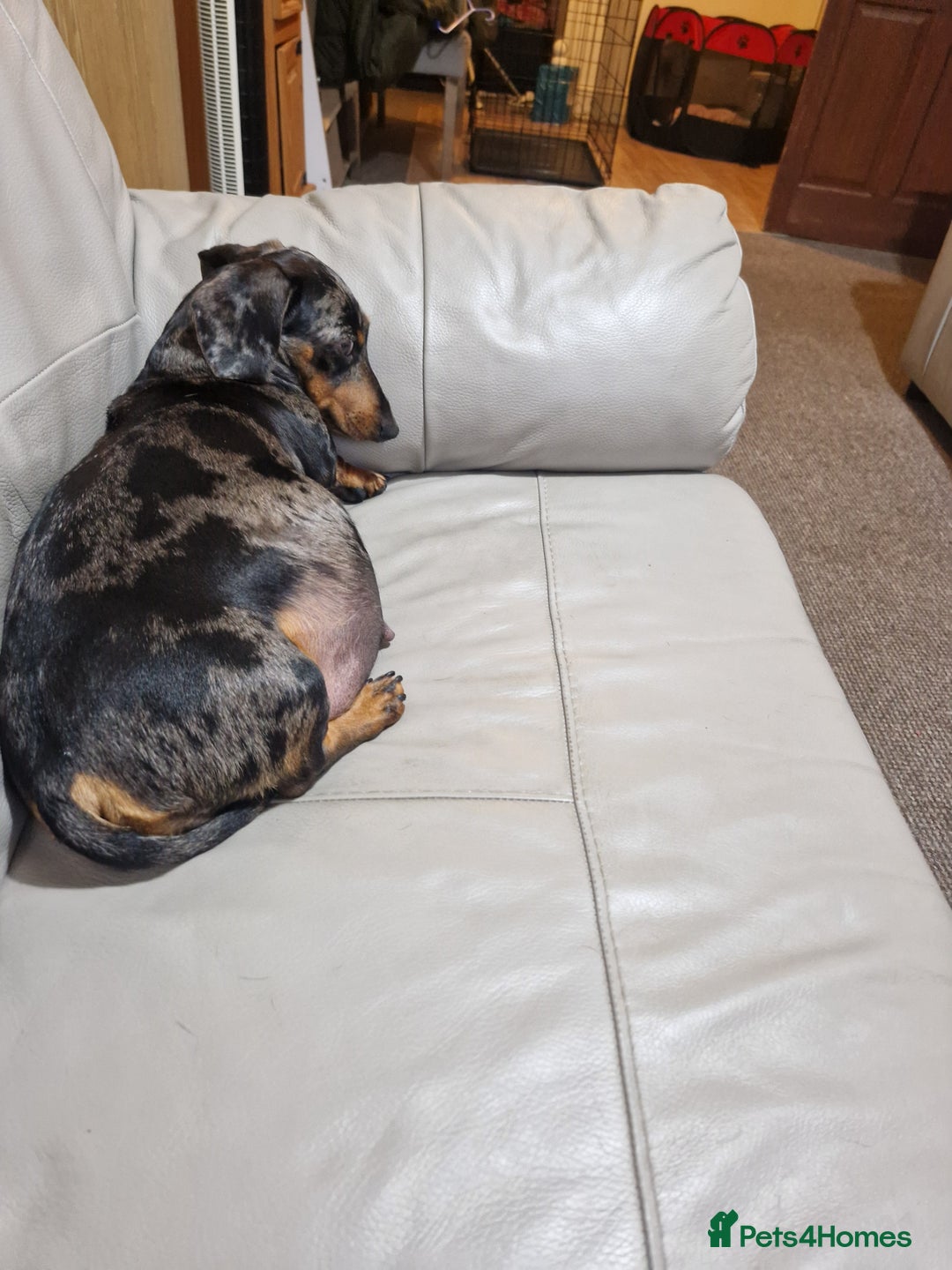 Miniature Dachshund dogs for sale: 2 adorable chunky miniature dachshund  - Image 8