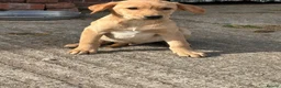 Labrador Retriever dogs for sale: OUTSTANDING LITTER OF BLACK & YELLOW PUPPIES - Advert 5