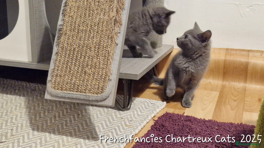 Chartreux cats for sale: Chartreux sisters  - Image 7