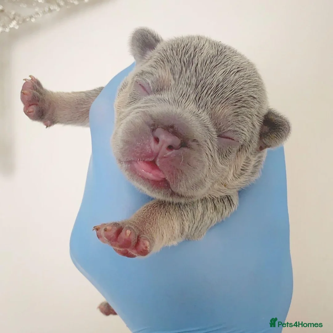 French Bulldog dogs for stud: BEAUTIFUL LILAC AND TAN FRENCH BULLDOG in Sunderland - Advert 35