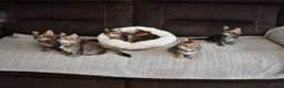 Siberian cats for sale: Pedigree Siberian Kittens from Tunguska House - Advert 16