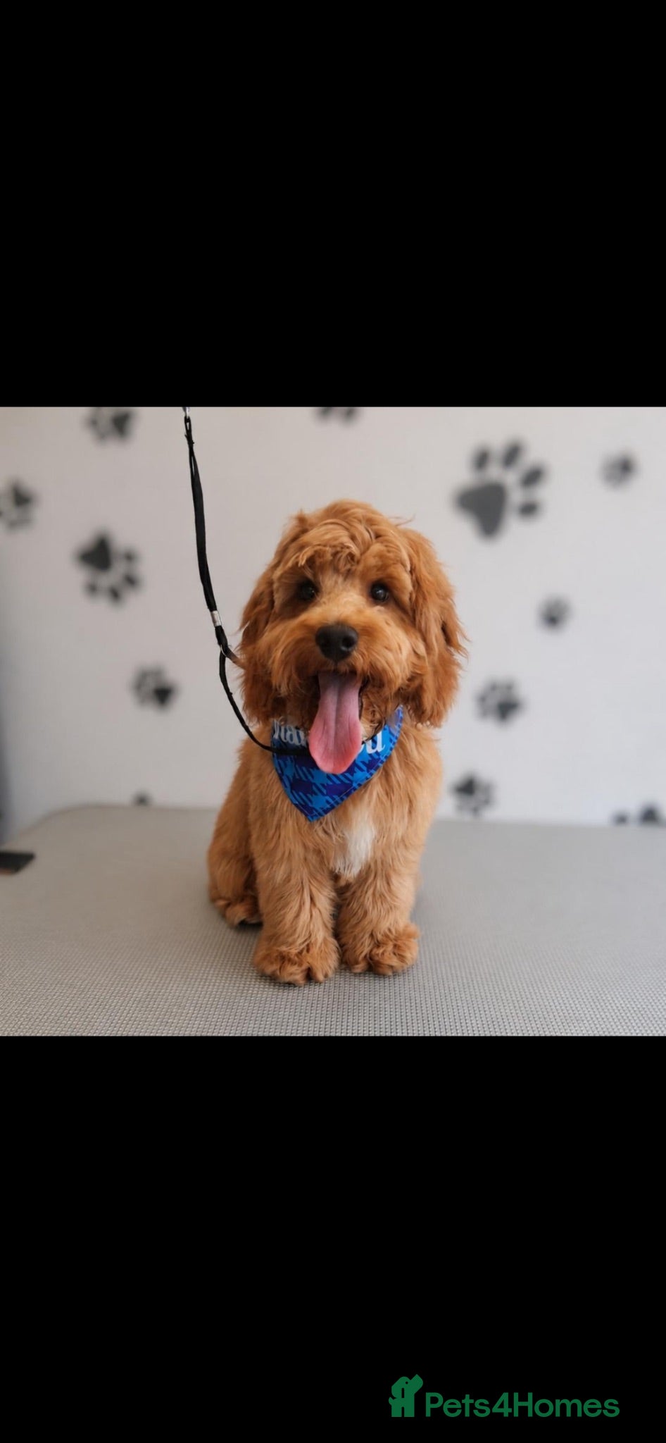 Cockapoo dogs Milo Cockerpoo Looking for His Forever Home ❤️ - Advert 2