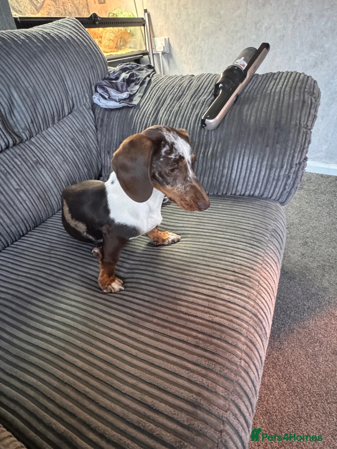Miniature Dachshund dogs for sale: Two miniature dachshunds - Advert 2