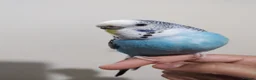 Budgerigars birds for sale: Female budgie for sale  - Advert 2