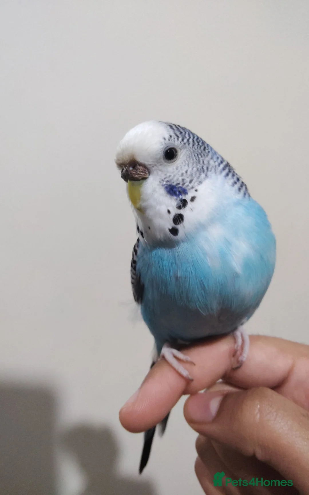 Budgerigars birds for sale: Female budgie for sale  - Advert 2