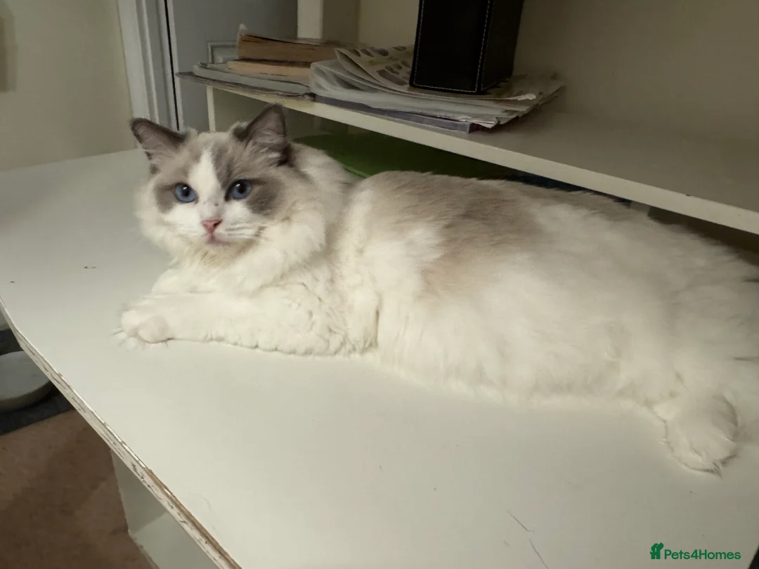 Ragdoll cats for sale: 6 adorable kittens , ready to go home in April  - Advert 4