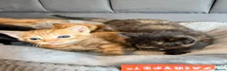 Mixed Breed cats for sale: 4 beautiful kittens  - Advert 3
