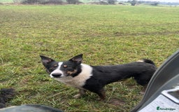 Border Collie dogs for sale: Working Collies  - Image 5