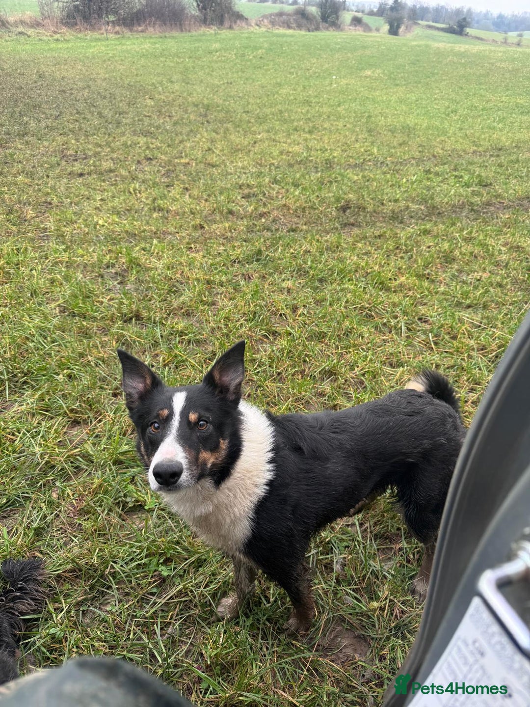 Border Collie dogs for sale: Working Collies  - Image 5