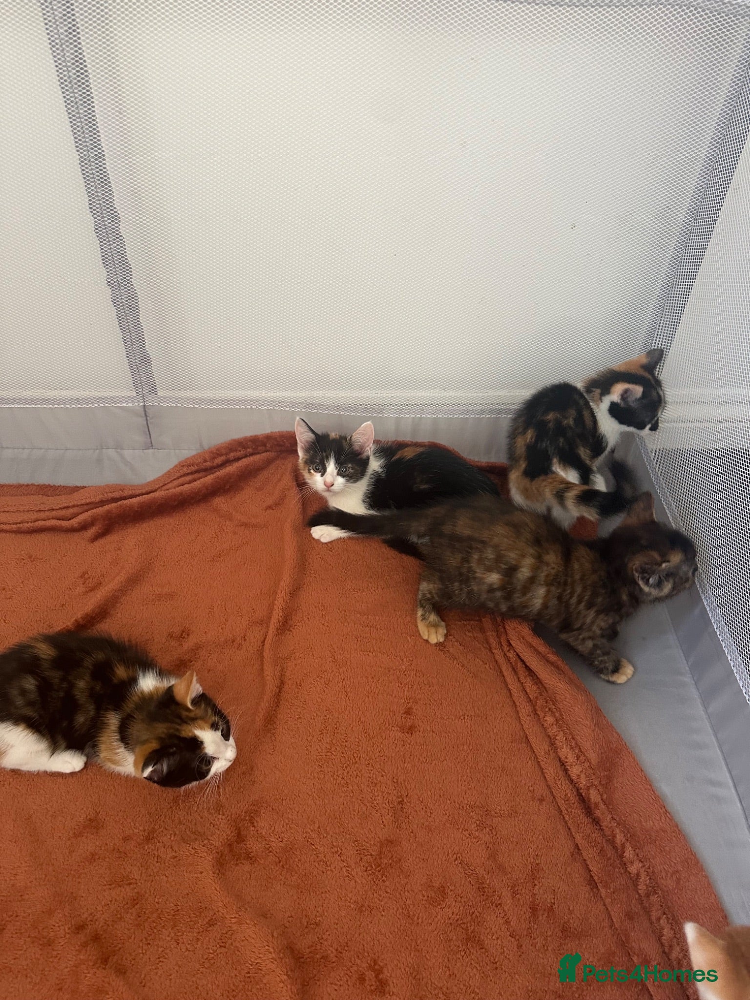 British Shorthair cats 7 kittens brown/tortoise shell/ ginger n white  - Advert 2