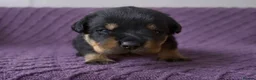 Rottweiler dogs for sale: Two puppies left available  - Advert 24