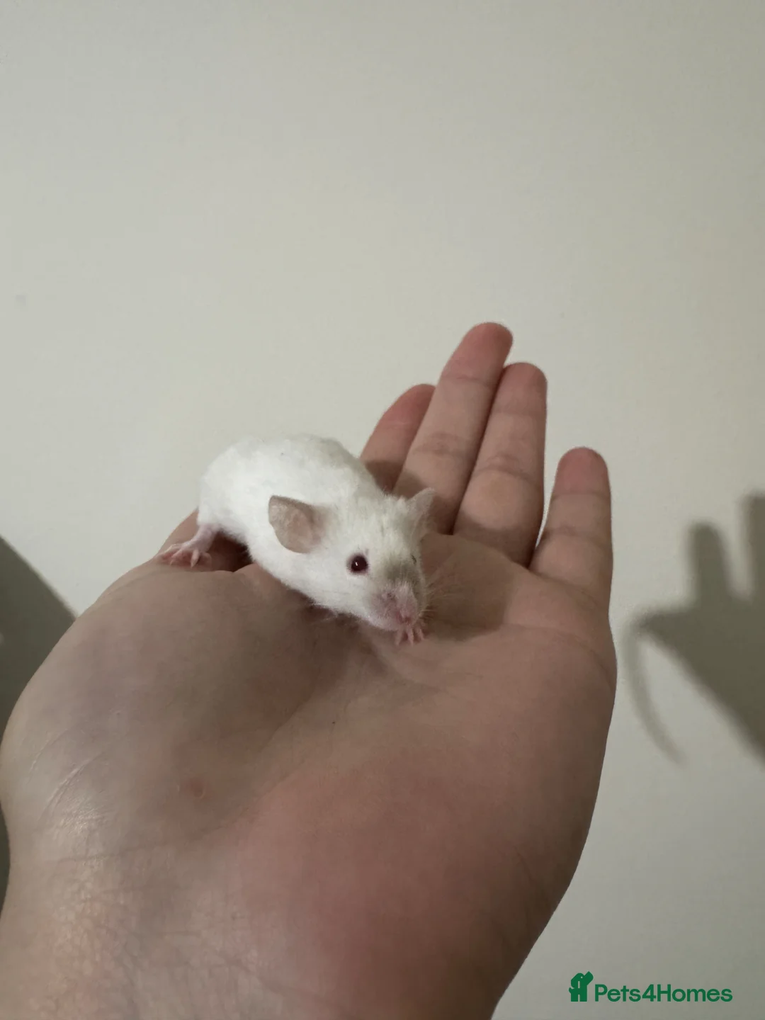 Mouse rodents for sale: Mice for rehoming  - Advert 40