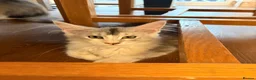 Maine Coon cats for sale: Sweet Maine coons TICA Register  - Advert 17