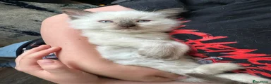 Ragdoll 5