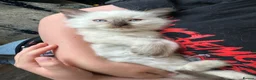 Ragdoll cats for sale: Gorgeous ragdoll kittens  - Advert 6