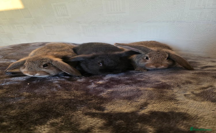 Mixed Breed rabbits - Advert 1